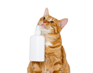 A curious orange cat holds a white bottle, looking upward with an inquisitive expression.