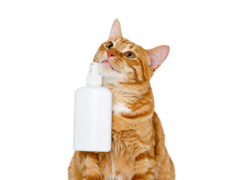 A curious orange cat holds a white bottle, looking upward with an inquisitive expression.