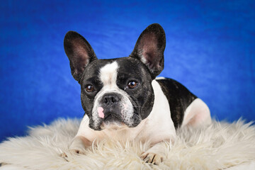 French Bulldog Posing on Faux Fur with Blue Background. A black and white French Bulldog with distinctive facial markings lies on a soft white faux fur rug against a rich blue studio backdrop
