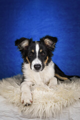Cute Border Collie puppy lying on fluffy rug in studio. Adorable Border Collie puppy lying on a white fluffy rug against a blue studio background. The young dog looks directly at the camera.