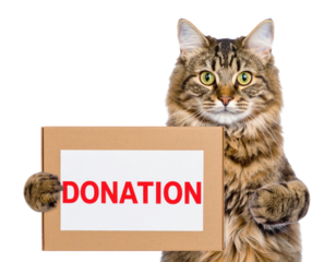 A fluffy cat holding a sign that reads "DONATION" in bold red letters.