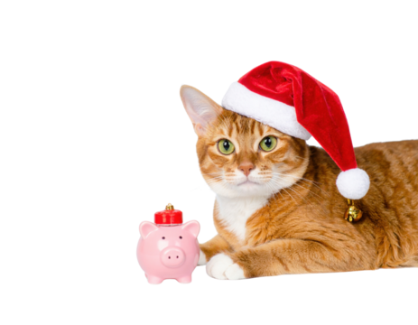 A festive cat wearing a Santa hat poses beside a pink piggy bank, showcasing a playful holiday spirit.