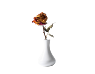 A dried rose in a white vase, showcasing its wilted petals and unique shapes.