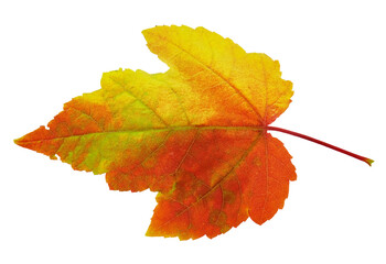 real colorful maple leaf isolated on white background