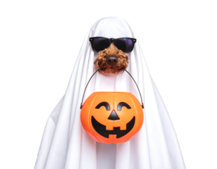 Poodle dog wears a white ghost costume and sunglasses holding an orange jack-o'-lantern trick-or-treat bucket.