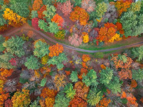 Fototapeta aerial view of autumn colorful forest and hiking trail