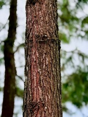 Bark of a pine tree