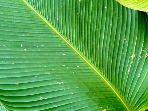 Green leaf of Calathea texture