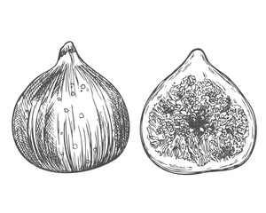 Fig fruits set. Ink sketch isolated on white background. Hand drawn vector illustration.