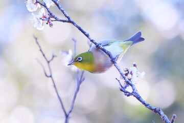 梅の枝に止まるメジロ