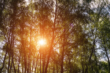 Sunlight filtering through the tall birch trees in a lush green forest, creating a serene and captivating natural landscape for nature enthusiasts. Vintage film aesthetic.