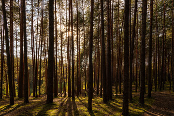 Sunrise or sunset in tall pine forest with long shadows on mossy ground. Nature landscape for tranquility and wilderness.