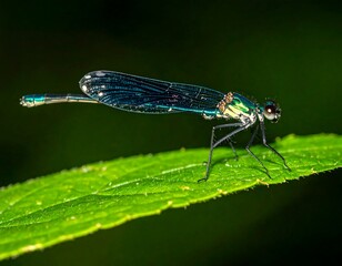A vibrant blue and green dragonfly rests on a bright green leaf