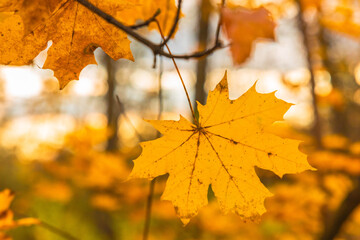 Peaceful autumn landscape in the Republic of Moldova with colorful forests, golden trees, and gentle sunlight