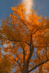 Fototapeta premium Peaceful autumn landscape in the Republic of Moldova with colorful forests, golden trees, and gentle sunlight