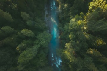 Serene aerial view of a winding turquoise river flowing through a lush green forest canopy on a sunny day