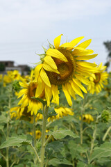 Closeup of a sunflower growing in a field of sunflowers during a nice sunny summer day, Sunflower natural background. flower blooming, Beautiful field of blooming sunflowers, Chakwal, Punjab, Pakistan