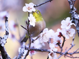 梅の枝に止まるメジロ