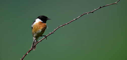 Schwarzkehlchen - Männchen // European stonechat - male (Saxicola rubicola) 