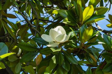 Stunning white magnolia flower in full bloom, surrounded by lush green leaves against clear blue sky. Magnolias grow in public park 