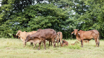 A large herd of brown cattle are standing on the ground grazing.