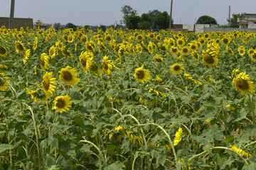 Closeup of a sunflower growing in a field of sunflowers during a nice sunny summer day, Sunflower natural background. flower blooming, Beautiful field of blooming sunflowers, Chakwal, Punjab, Pakistan