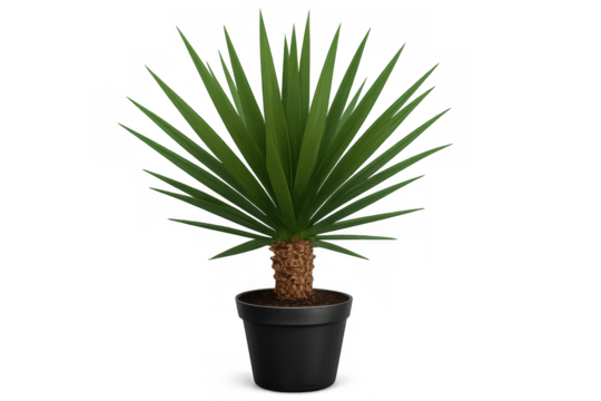 Yucca houseplant in black pot on transparent background, adding greenery and freshness to modern home decor - Powered by Adobe