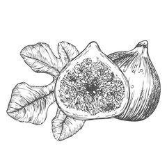 Hand drawn fig black and white line art doodle on transparent background