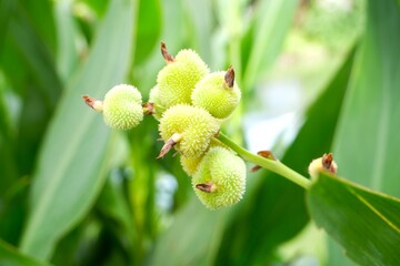 Green fruit of Canna Lily or Indian Shot
