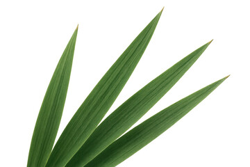Obraz premium Green bamboo leaves with fresh foliage providing natural plant beauty, isolated on transparent background