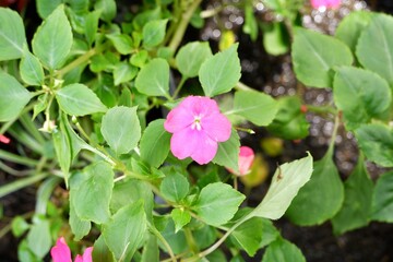 Delicate Pink Impatiens Blossoms with Lush Green Leaves