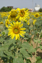 Fototapeta premium Closeup of a sunflower growing in a field of sunflowers during a nice sunny summer day, Sunflower natural background. flower blooming, Beautiful field of blooming sunflowers, Chakwal, Punjab, Pakistan