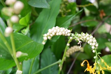 Elegant Lavender Flowers of Globba winitii – Exotic Thai Ginger