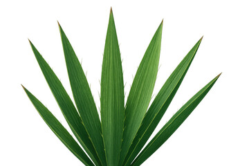 Obraz premium Green plant leaves appearing on a transparent background, showcasing botanical detail and vibrant nature