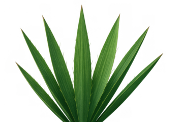Green plant leaves appearing on a transparent background, showcasing botanical detail and vibrant nature