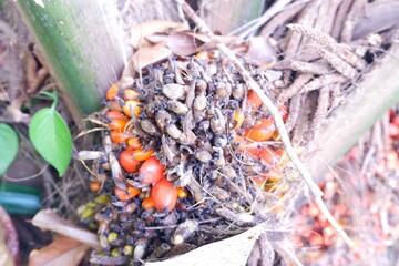 Oil Palm Tree (Elaeis guineensis) in Tropical Plantation