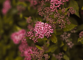 Beautiful flowers in the bushes