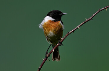 European stonechat - male // Schwarzkehlchen - Männchen (Saxicola rubicola) 