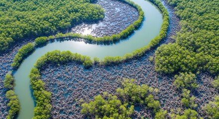 Winding river through dense green mangrove forest from a high angle view