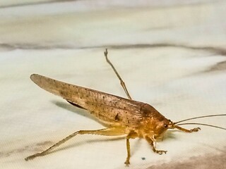 Brown locust is on the floor