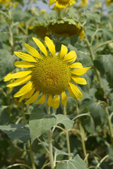 Closeup of a sunflower growing in a field of sunflowers during a nice sunny summer day, Sunflower natural background. flower blooming, Beautiful field of blooming sunflowers, Chakwal, Punjab, Pakistan