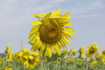 Closeup of a sunflower growing in a field of sunflowers during a nice sunny summer day, Sunflower natural background. flower blooming, Beautiful field of blooming sunflowers, Chakwal, Punjab, Pakistan