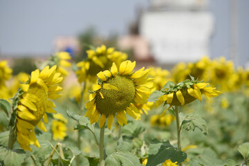 Closeup of a sunflower growing in a field of sunflowers during a nice sunny summer day, Sunflower natural background. flower blooming, Beautiful field of blooming sunflowers, Chakwal, Punjab, Pakistan