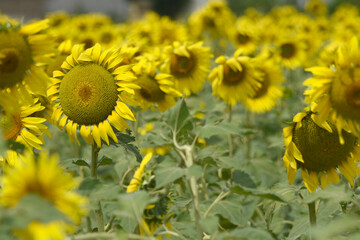 Closeup of a sunflower growing in a field of sunflowers during a nice sunny summer day, Sunflower natural background. flower blooming, Beautiful field of blooming sunflowers, Chakwal, Punjab, Pakistan
