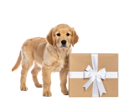 A golden retriever puppy stands next to a wrapped gift box, exuding a playful and curious demeanor.