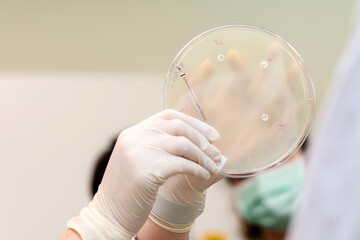 Sterile glove petri dish antibiotic test laboratory science microbiology healthcare infection bacteria medical research clinical sterile assay culture agar disc diffusion resistant sensitive