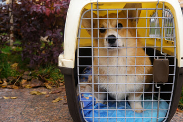 Welsh corgi Pembroke sits in a carrier bag. safe transportation