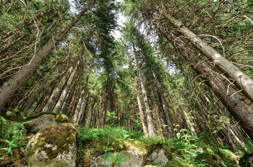 Peaceful relaxation background with a green forest in the mountains. Tall trees, soft sunlight, and fresh mountain air create a calm and natural atmosphere perfect for meditation, wellness, and nature