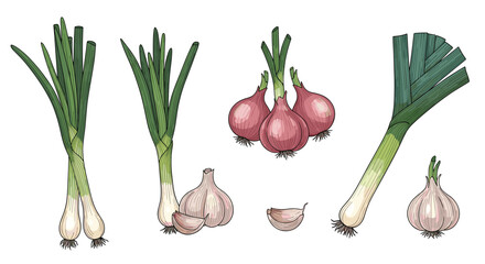 A collection of fresh green onions, red onions, garlic bulbs, and leeks arranged against a white background.