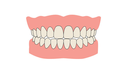 Flat style full set of human teeth with gums illustration for dental health education